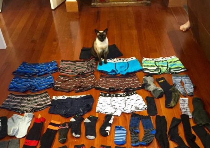 Brigit the underwear thieving cat