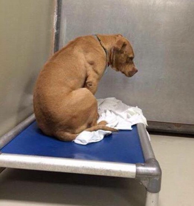 Depressed dog