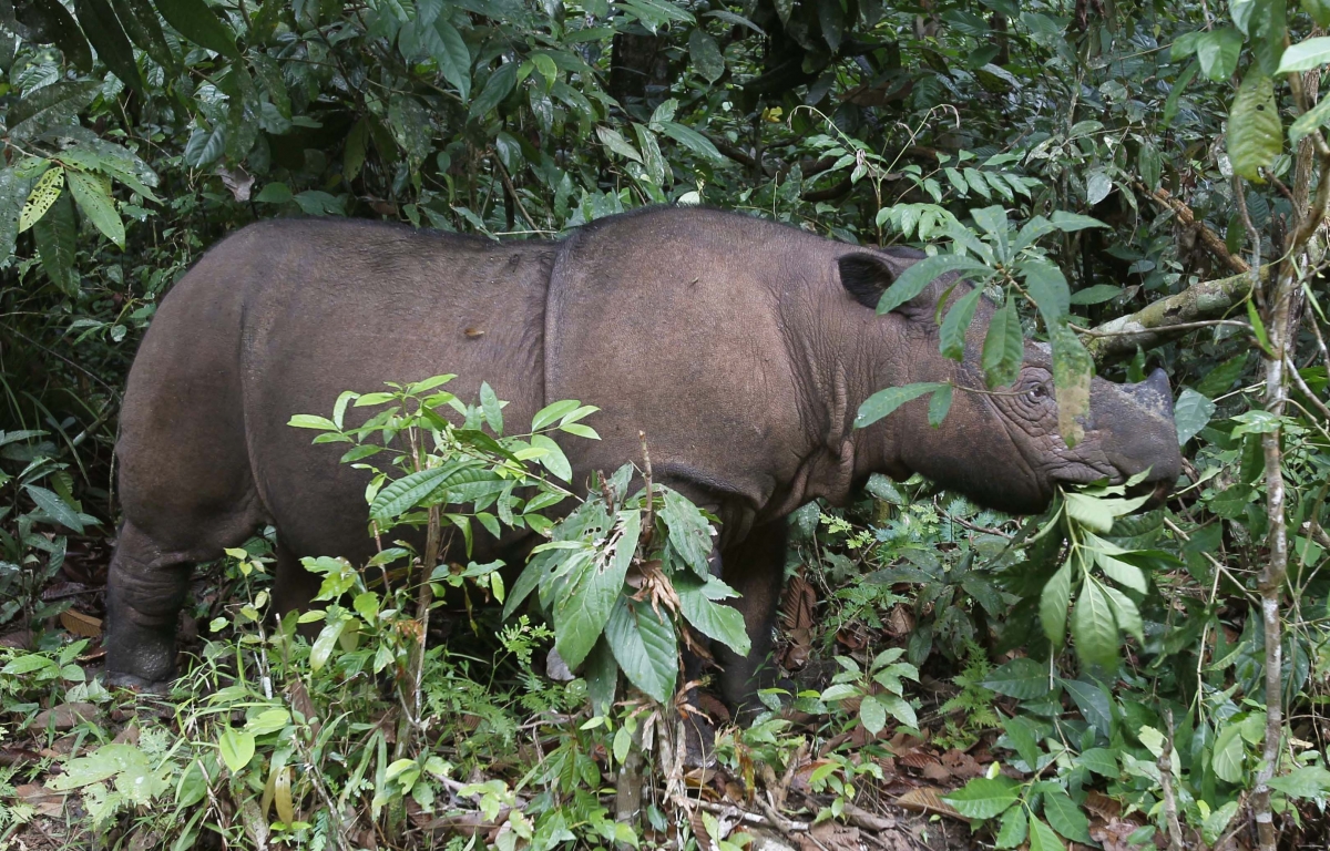Indonesia: Discovery of 15 Sumatran rhinos raises hope for ...