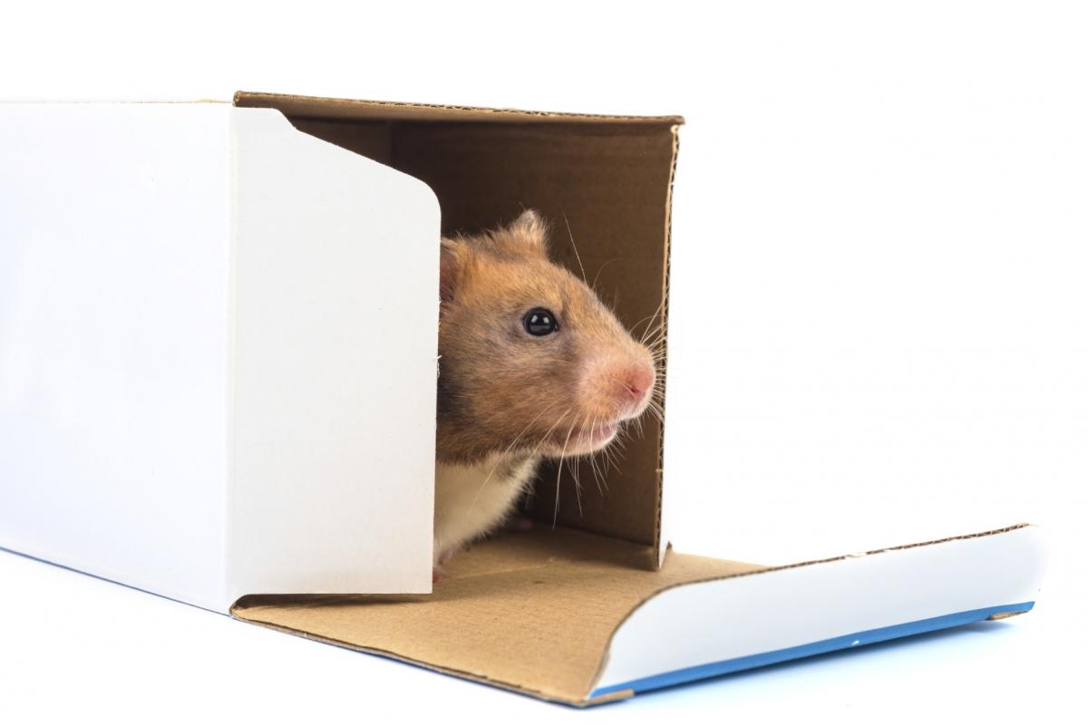 Mice can smell fear Scent of predator's urine sends them running