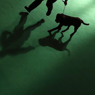 A Mastiff is shown to the judge during the second day of the Crufts Dog Show in Birmingham