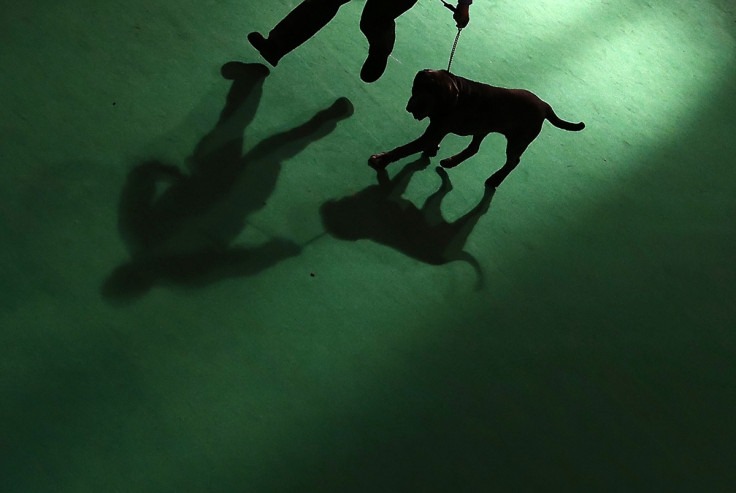 A Mastiff is shown to the judge during the second day of the Crufts Dog Show in Birmingham