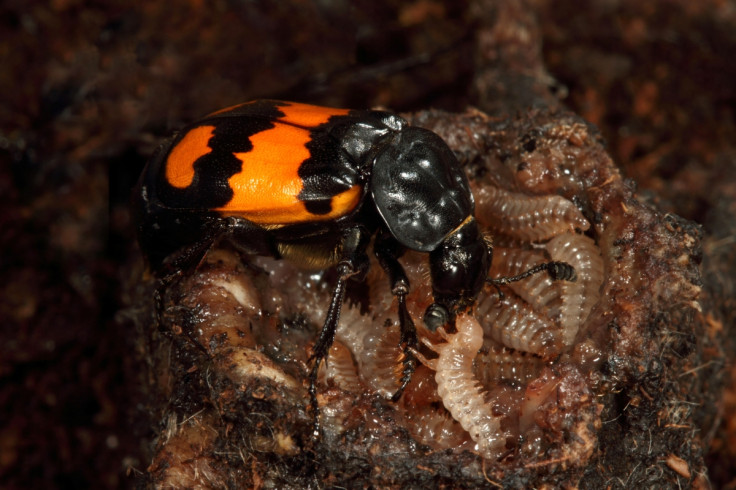 Burying beetle