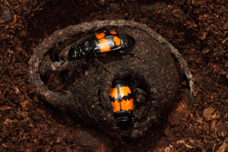 Burying beetles