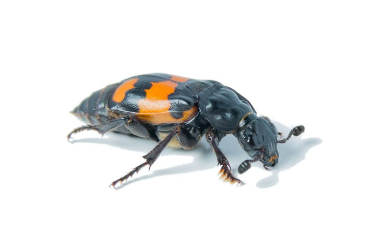 Burying beetle