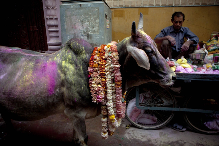 Cow on Holi in India
