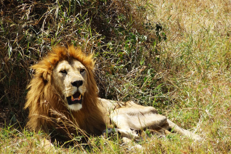 lion Serengeti
