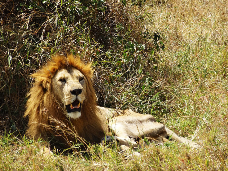 lion Serengeti