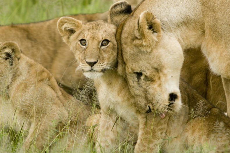 lion cub mother serengeti
