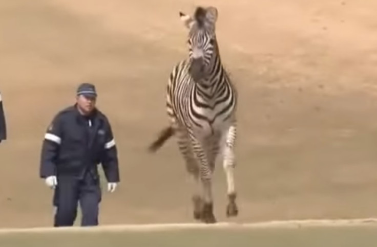 Runaway zebra