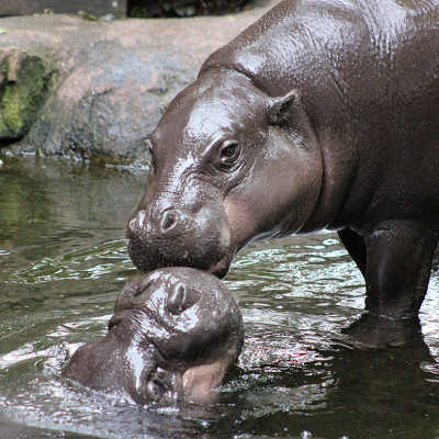 pygmy hippos