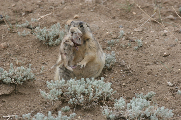 prairie dogs kill baby ground squirrels