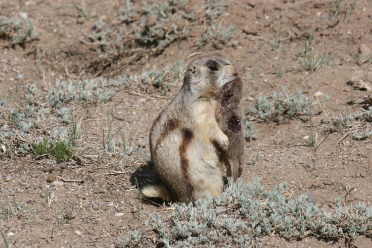 prairie dogs kill baby ground squirrels