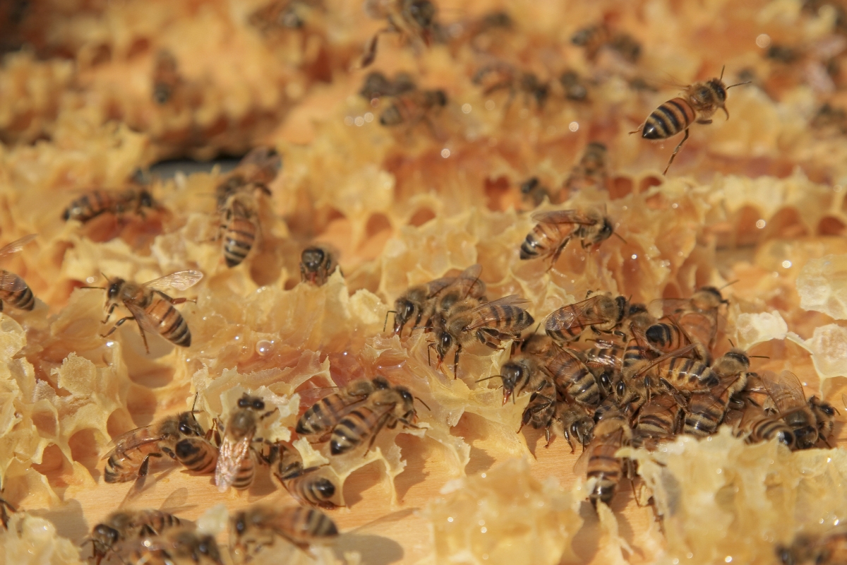 Head-butting honey bees warn each other about impending danger