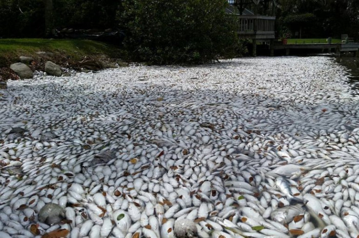 Florida fish die off.