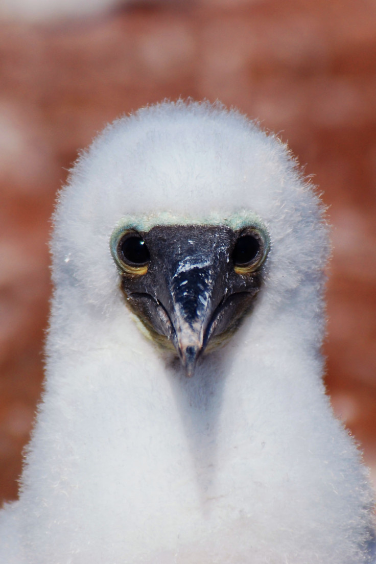 blue-footed boobies