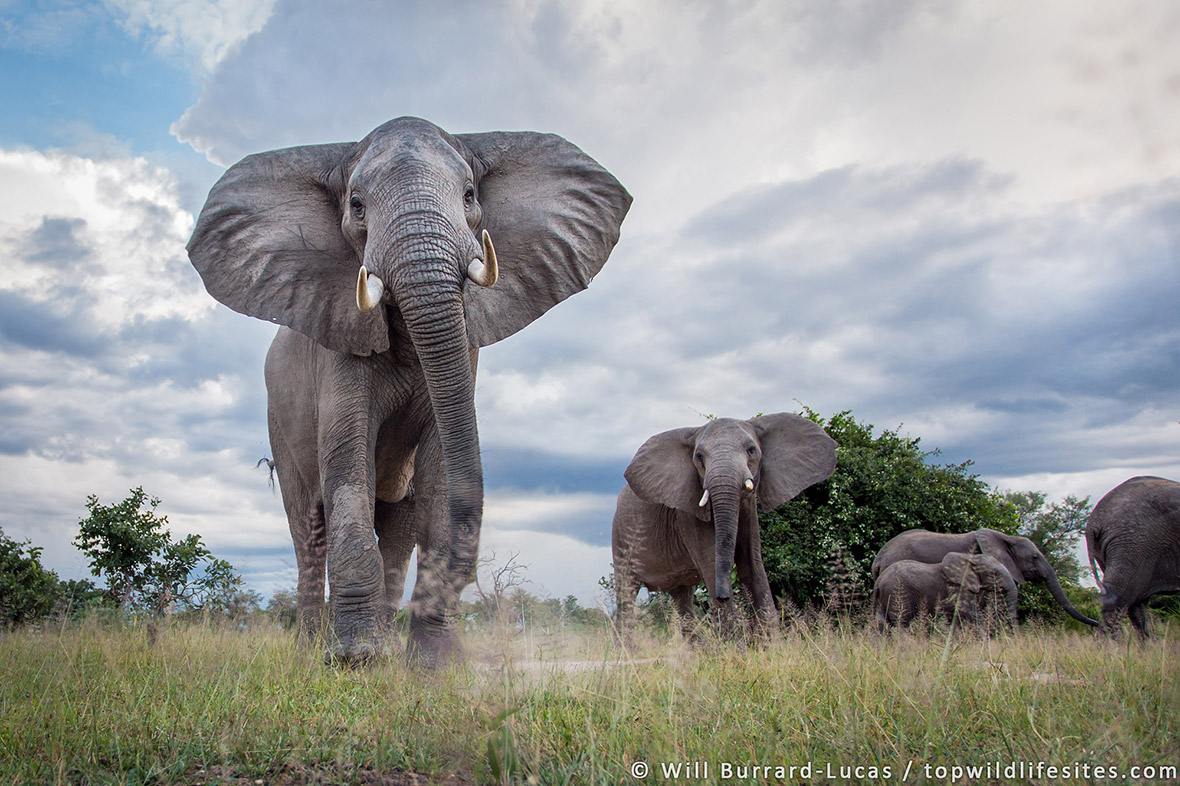 Top Wildlife Sites of the World: Where to photograph nature's greatest