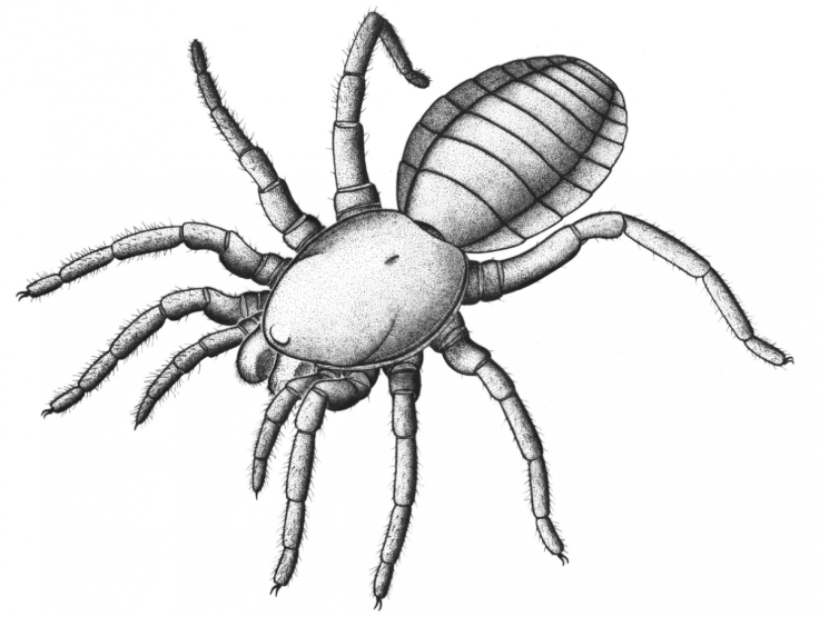 Idmonarachne brasieri