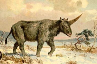 Elasmotherium sibiricum Siberian rhino unicorn