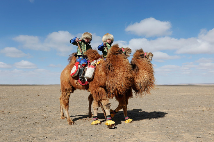 Temeenii bayar camel festival