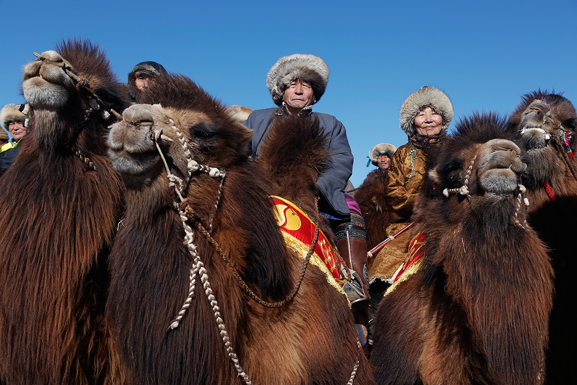 Temeenii bayar camel festival