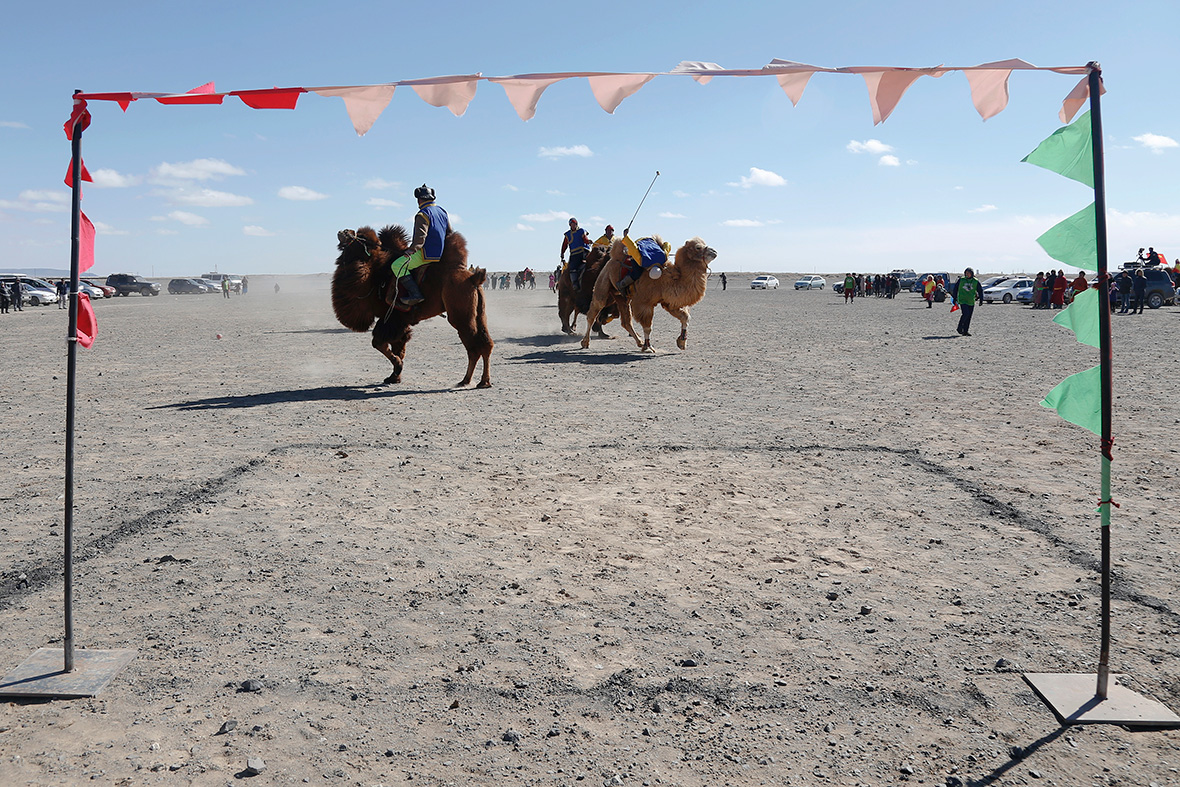 Temeenii bayar camel festival