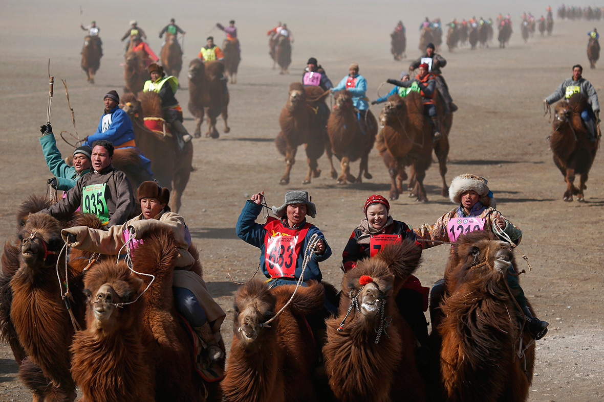 Temeenii bayar camel festival