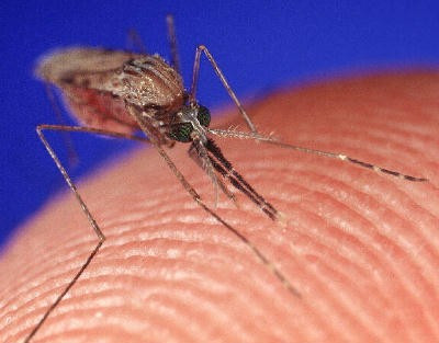 Dengue Fever