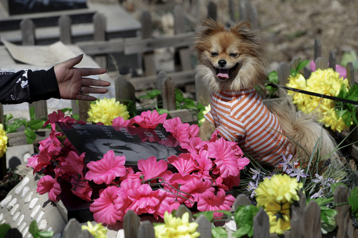 Baifu pet cemetery