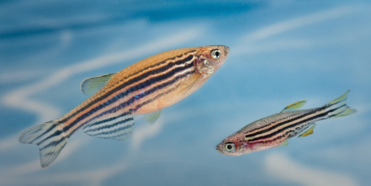 zebrafish fighting brain