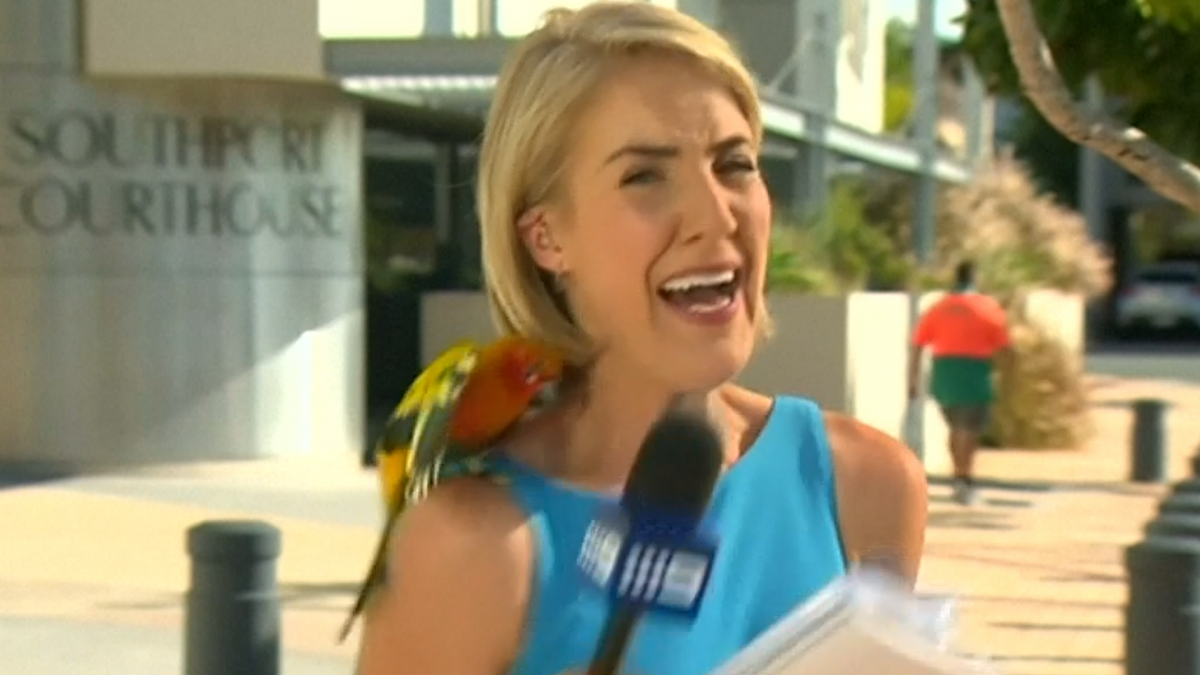Australia Watch moment parrot causes TV presenter to shriek and swear