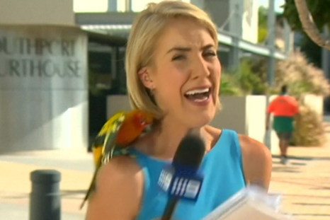 parrot tv presenter