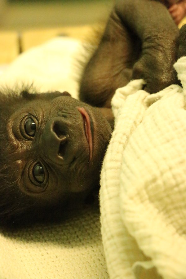 Afia the baby gorilla makes debut outing at Bristol Zoo | IBTimes UK