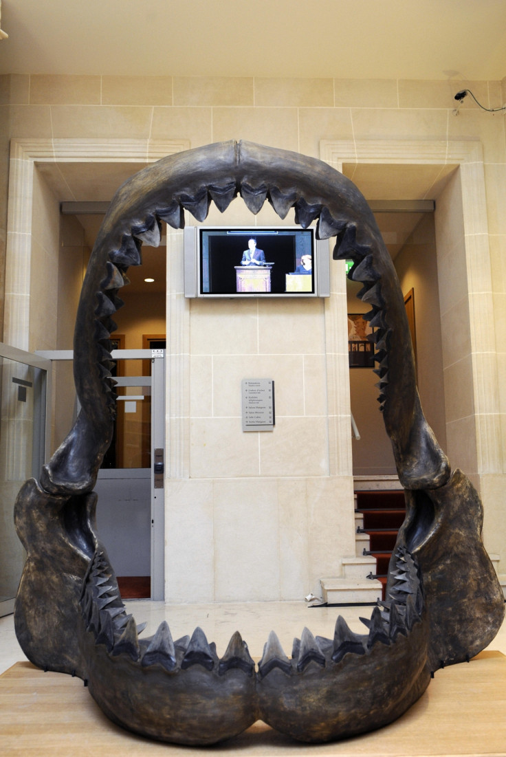 Megalodon