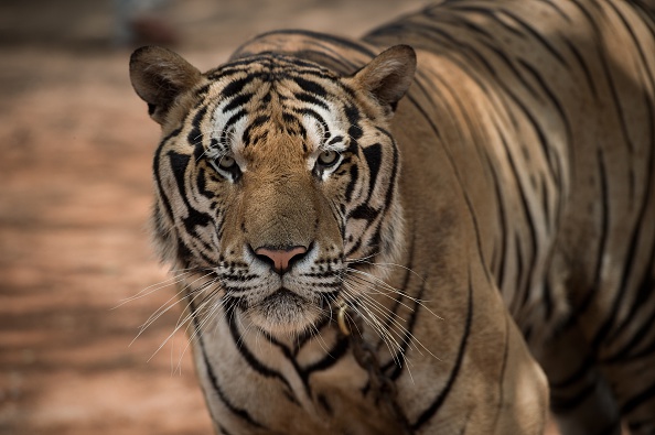 World Tiger Tally On The Rise For First Time In 100 Years | IBTimes UK