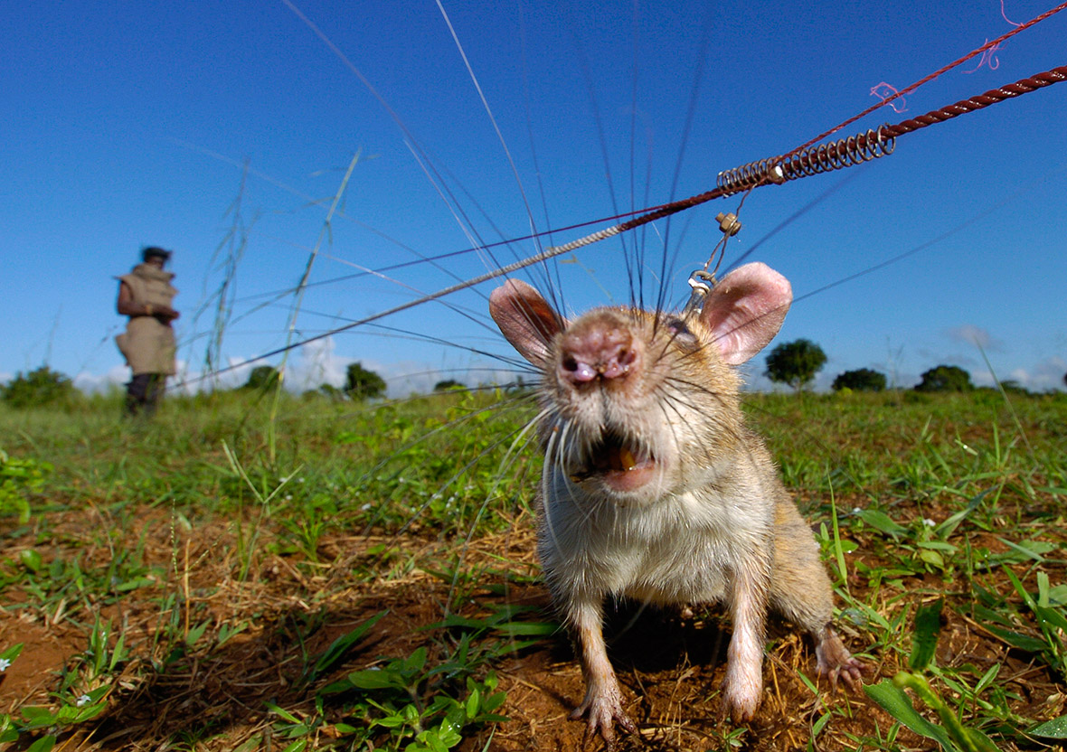 Photos of giant rats trained to sniff out unexploded landmines and