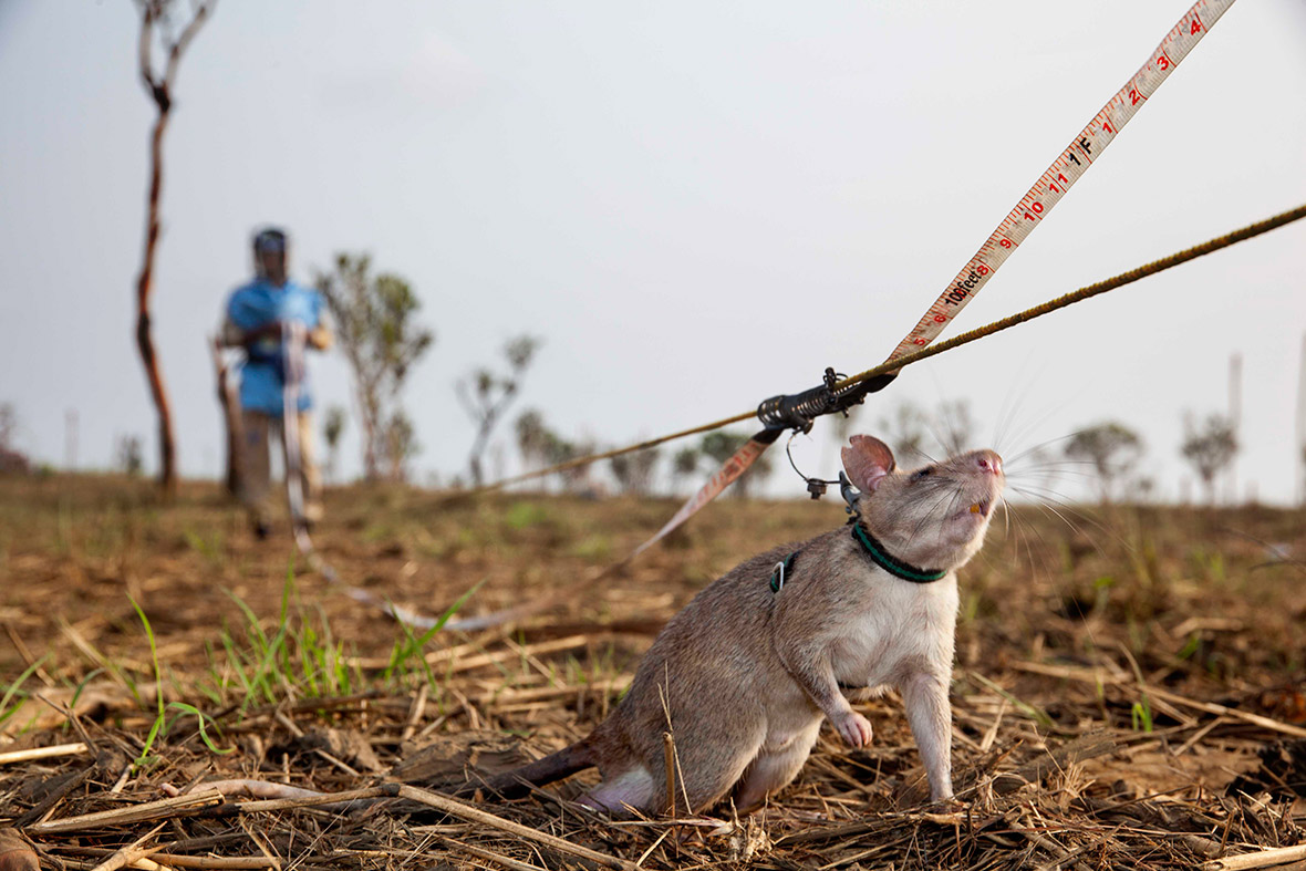 Photos of giant rats trained to sniff out unexploded landmines and
