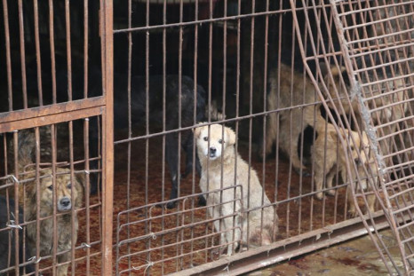 A caged dog in Yulin