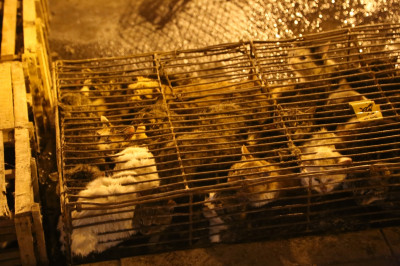 Caged cats in Yulin