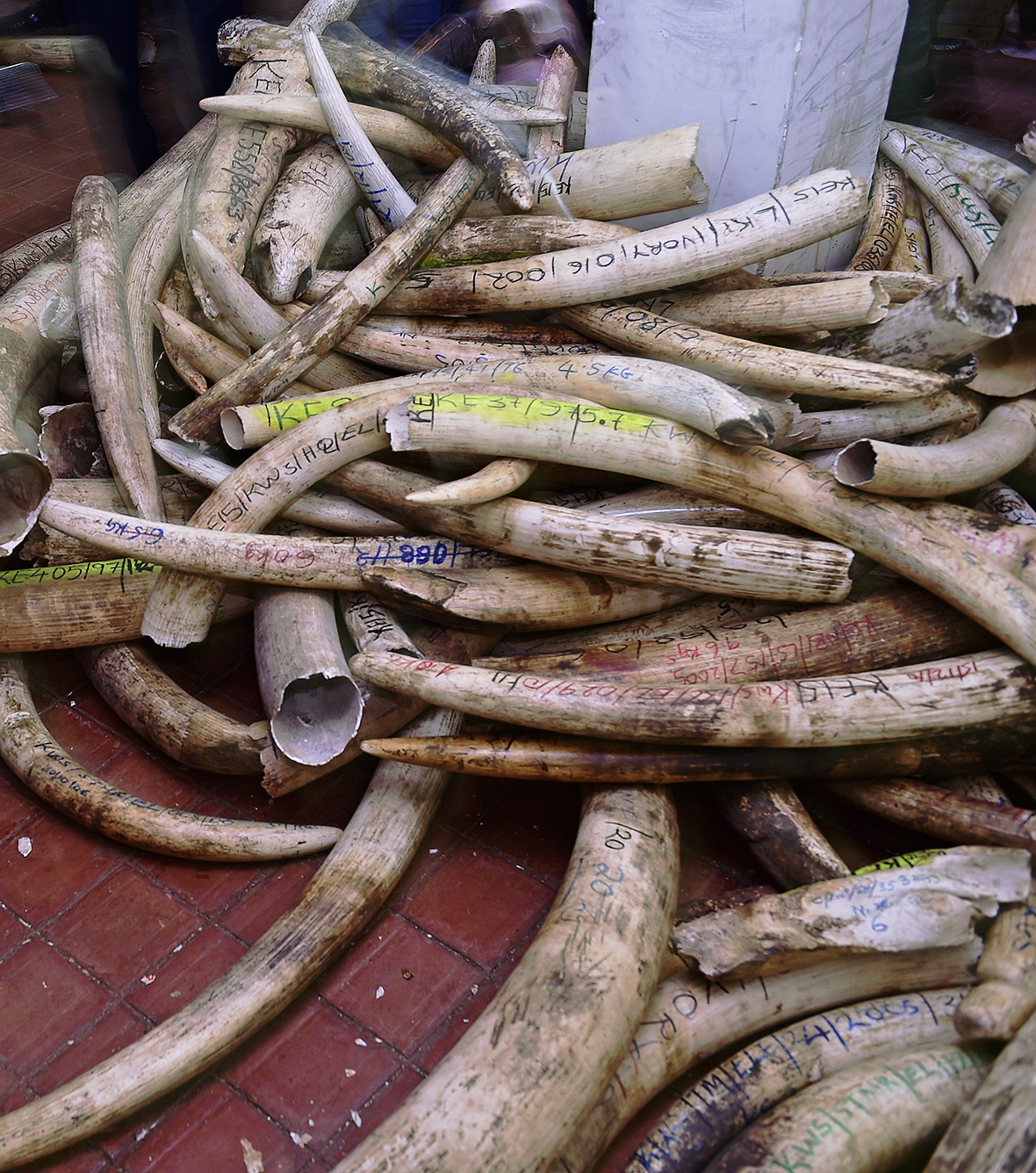 Kenya Ivory