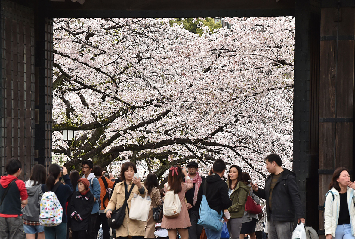 cherry blossom Japan