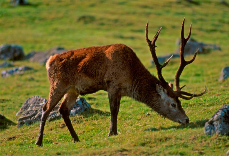 red deer scotland