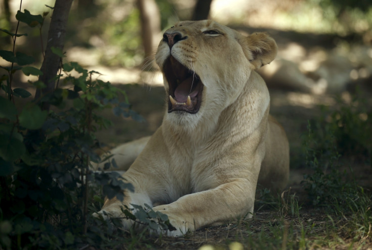 Tiger yawning