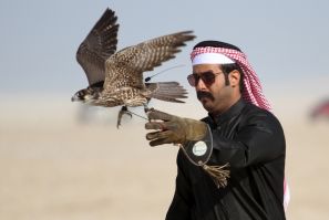 A Qatari man releases his falcon