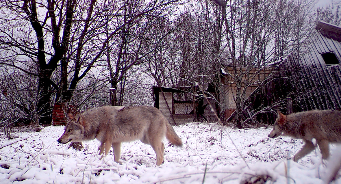 Chernobyl wildlife