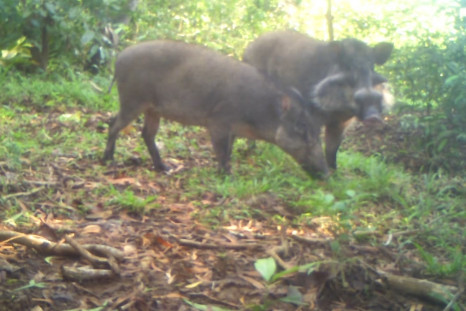 Bawean warty pigs