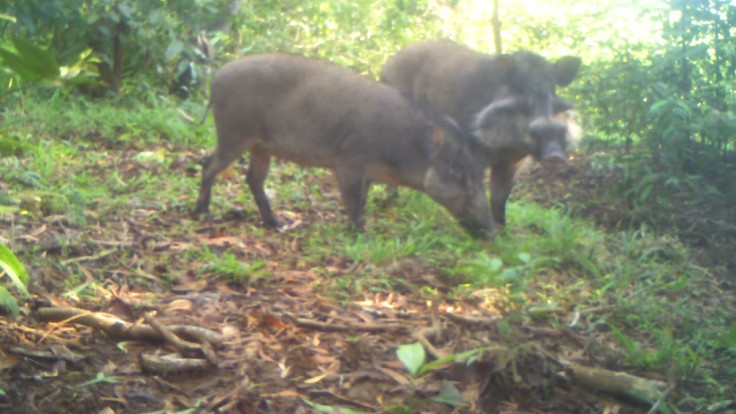 Bawean warty pigs