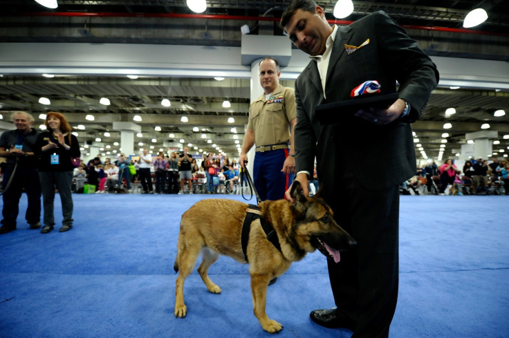 Lucca the marine dog in New York
