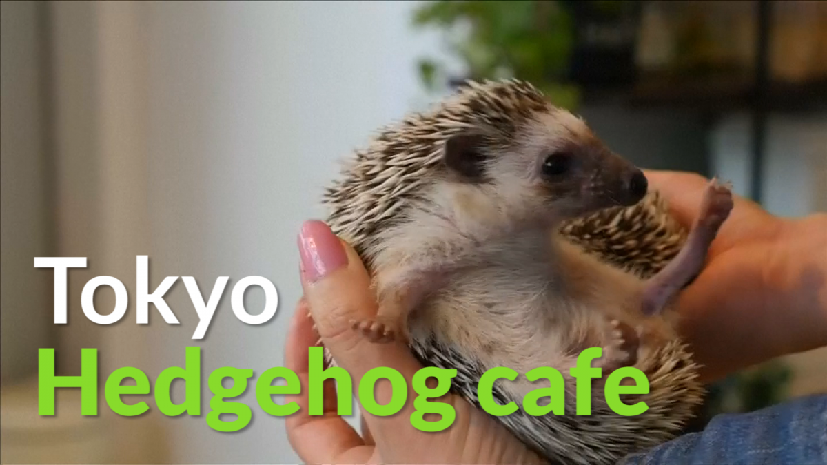 Hedgehog cafe