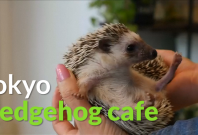 Hedgehog cafe